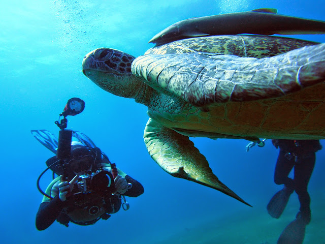 żółwie pod wodą w Egipcie