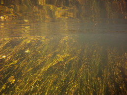 podwodne łąki