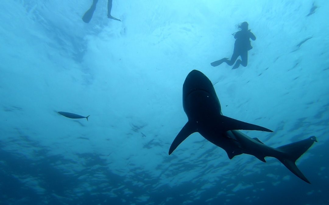 SHARK WEEK RPA 2019!