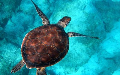 Dahab – Majówka 25.04-02.05.2020