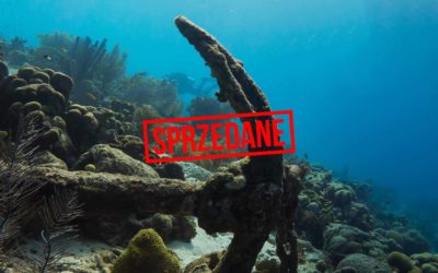 SHARK WEEK 2019 RPA Aliwal Shoal, Protea Banks
