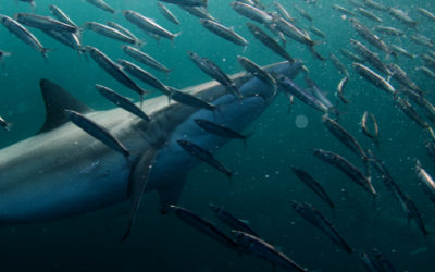 Sardine Run 19.06-03.07.2021