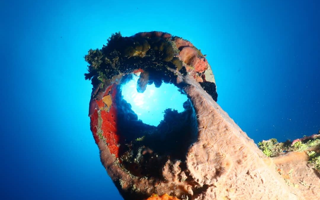 Szkoła nurkowa JagnaBlue – oferta specjalizacji nurkowych Nitrox i suche skafandry